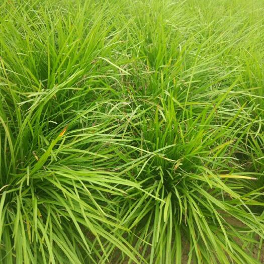 曹县麦冬草