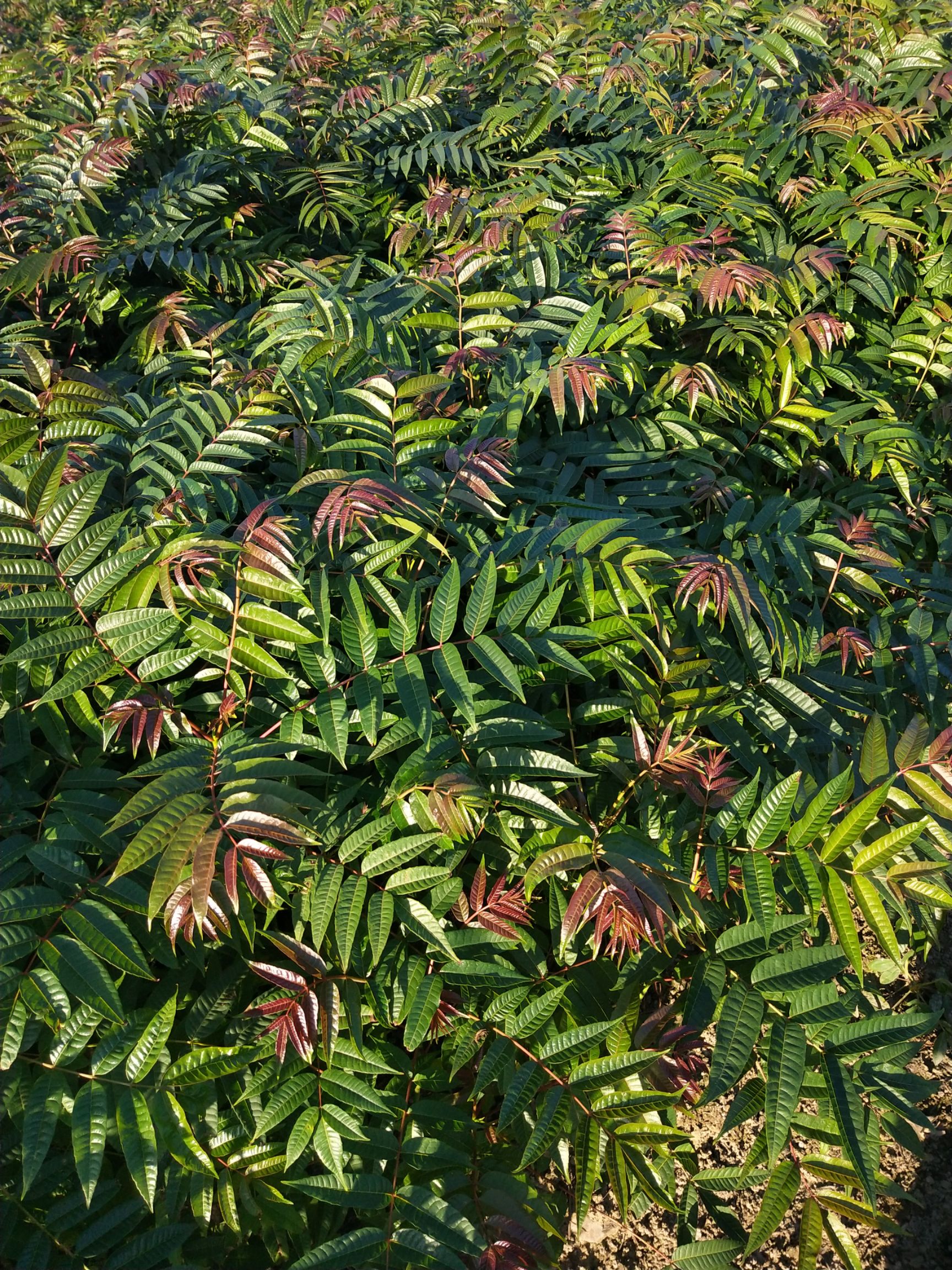 红油香椿苗  红芽香椿苗  香椿苗  椿芽木  菜椿苗  包