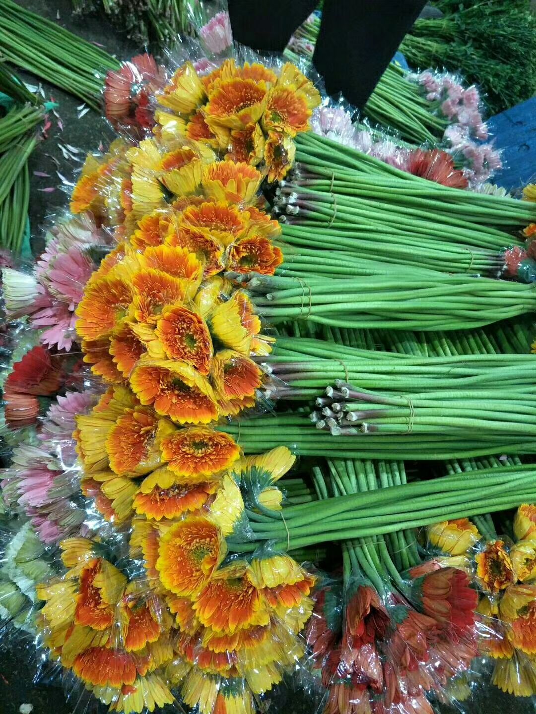 非洲菊 