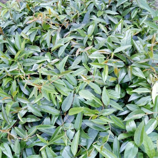 通道县 “黑老虎”两年苗