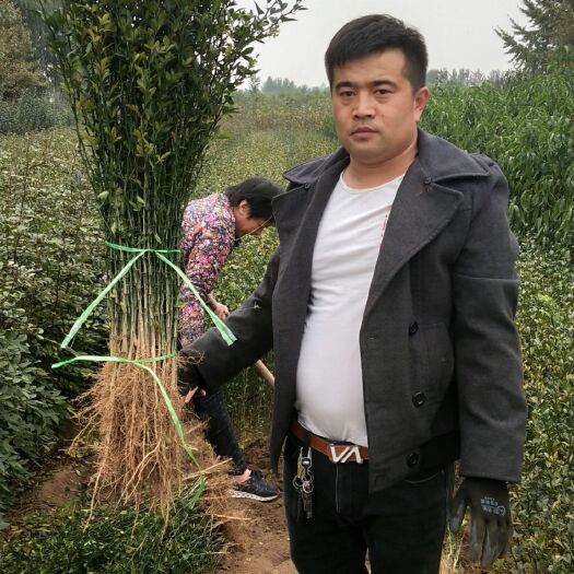 泰安种植枳壳苗