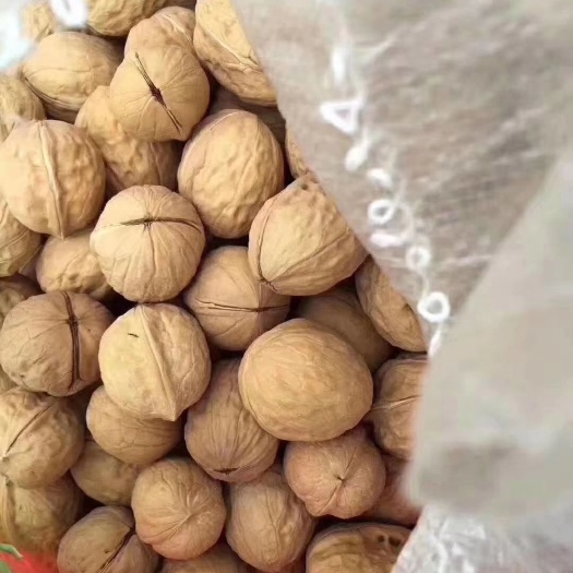 广州新疆核桃 