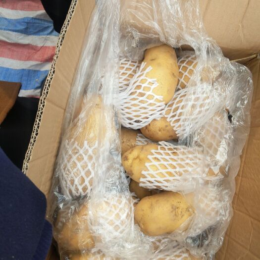 济南荷兰15号土豆 4两以上