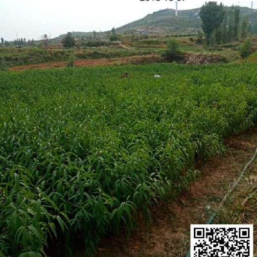 邹城市黄金蜜桃树苗 1~1.5米