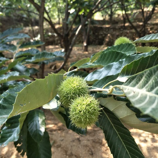 泰安泰山板栗苗 嫁接苗 1~1.5米