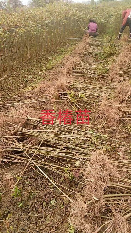 红油香椿苗  红芽香椿苗  香椿苗  椿芽木  菜椿苗  包