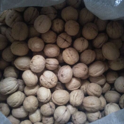 邢台棉核桃 