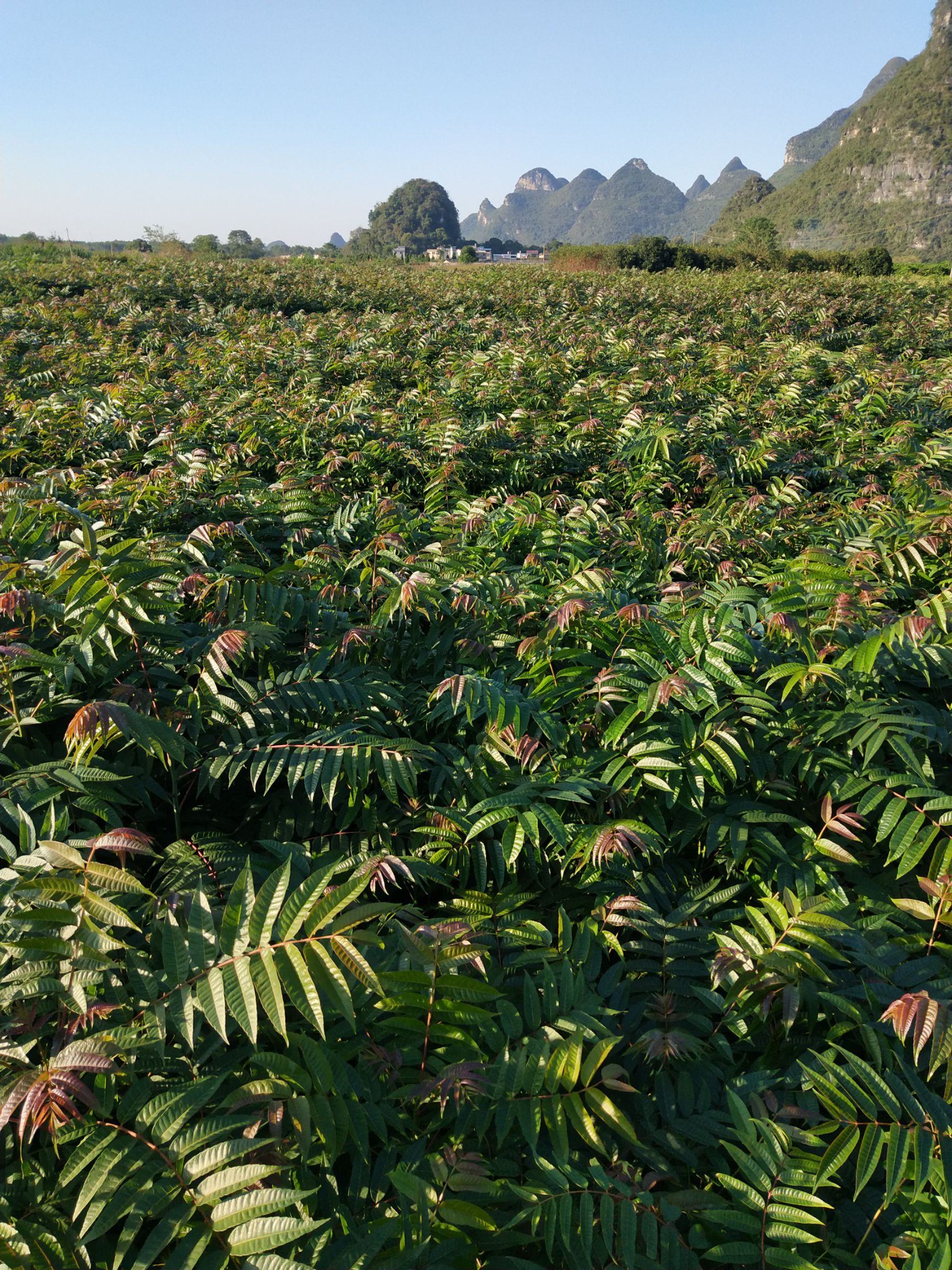 红油香椿苗  红芽香椿苗  香椿苗  椿芽木  菜椿苗  包