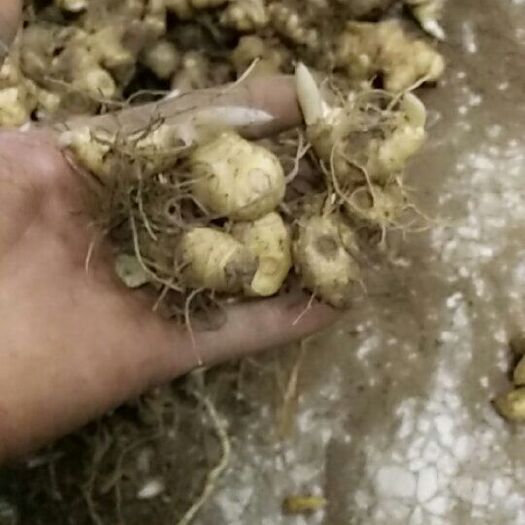 洞口县黄精种苗  姜形黄精姜形多花黄精
