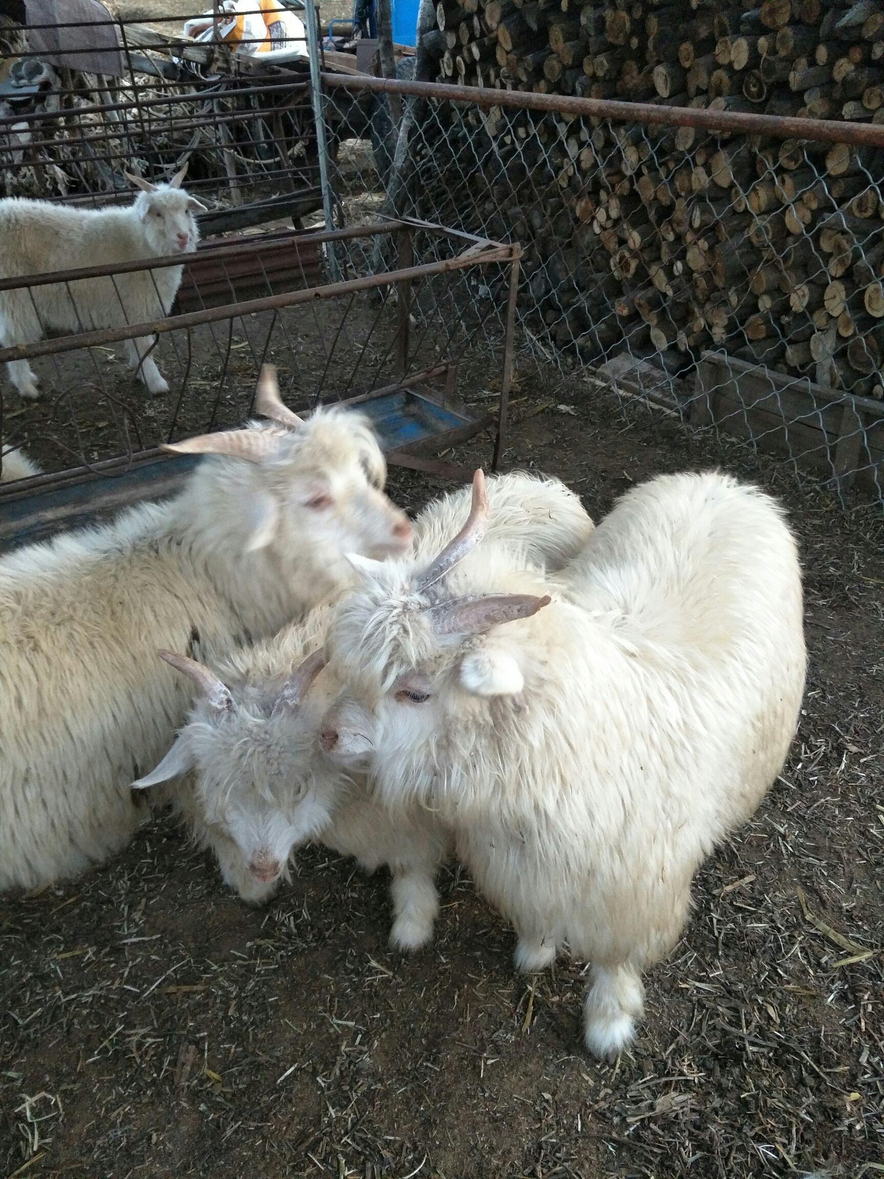 绒山羊种公羊图片
