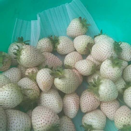 临沂草莓种子