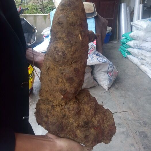 盐津县茯苓  （云南土）
