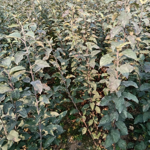 平邑县红星苹果树苗 1~1.5米