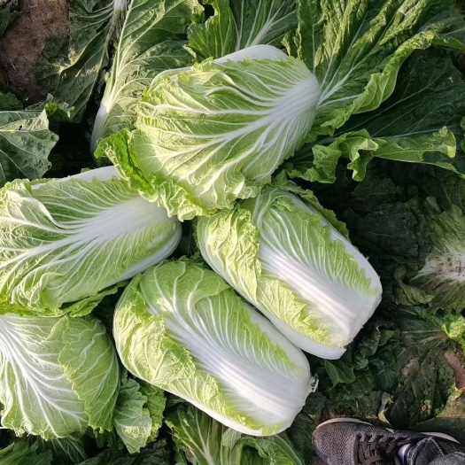 夏邑县青杂三号白菜  青叶白菜商超优选产地直发