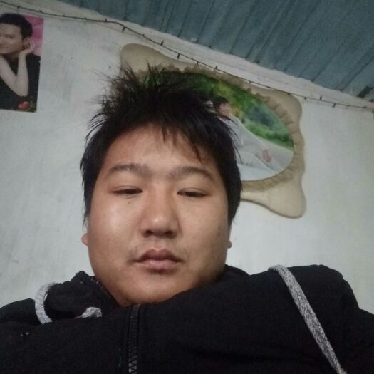 靖州县杨梅树