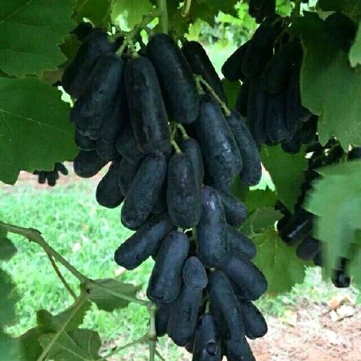 泰安蓝宝石葡萄苗 