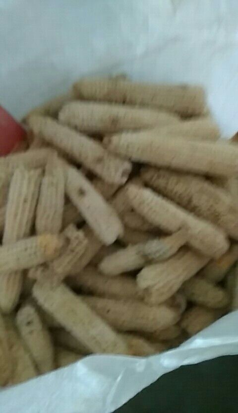 天等县 新鲜的玉米芯