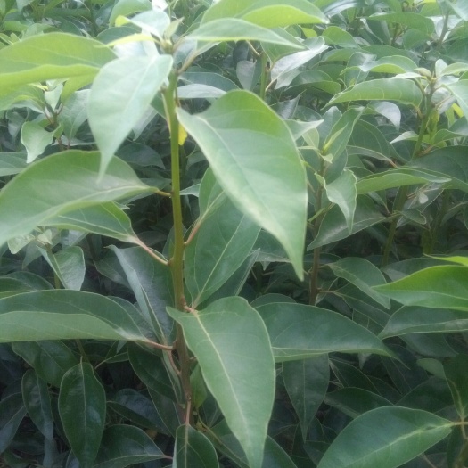 阳朔县樟树苗
