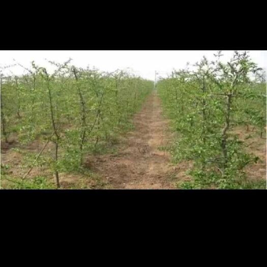 南阳冬桃王 0.5~1米 