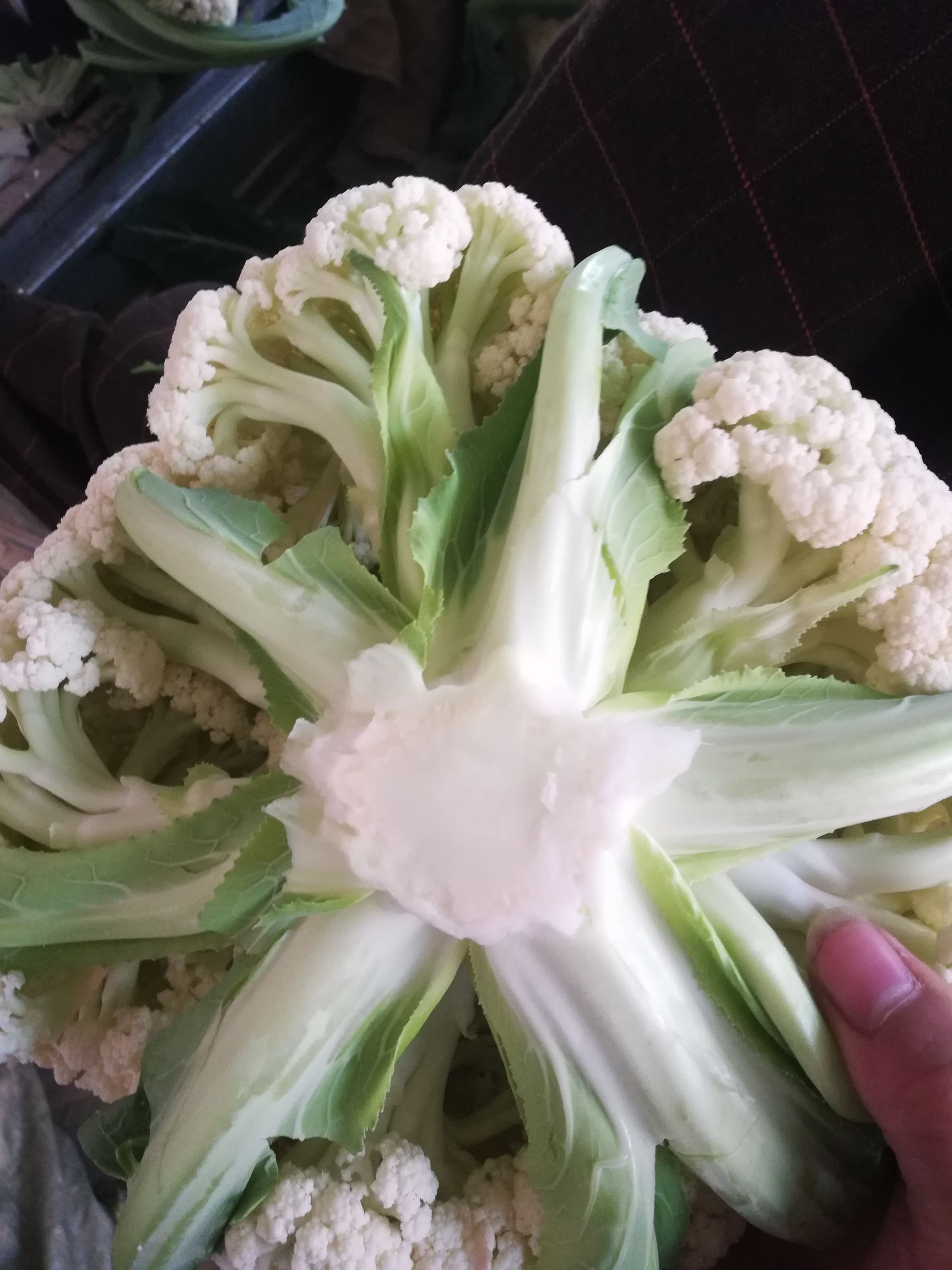 小白菜 我处小白菜大量上市另有各种蔬菜