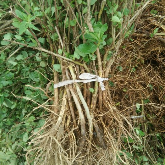 封丘县大毛花金银花苗  大毛花 60~70公分