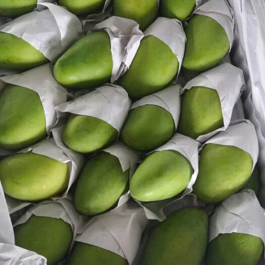 宁明县 越南芒果玉芒，保质保量，不含运费。