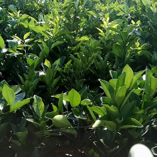 秀山纽荷尔脐橙苗 30-80cc