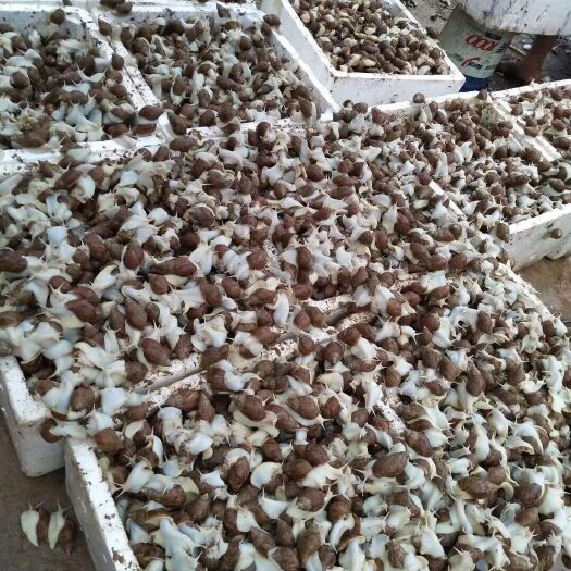 襄樊白玉蜗牛 
