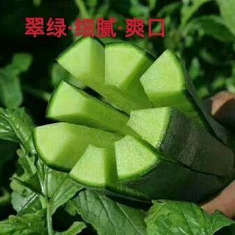 滕州市青萝卜  滕州水果萝卜大量供应，