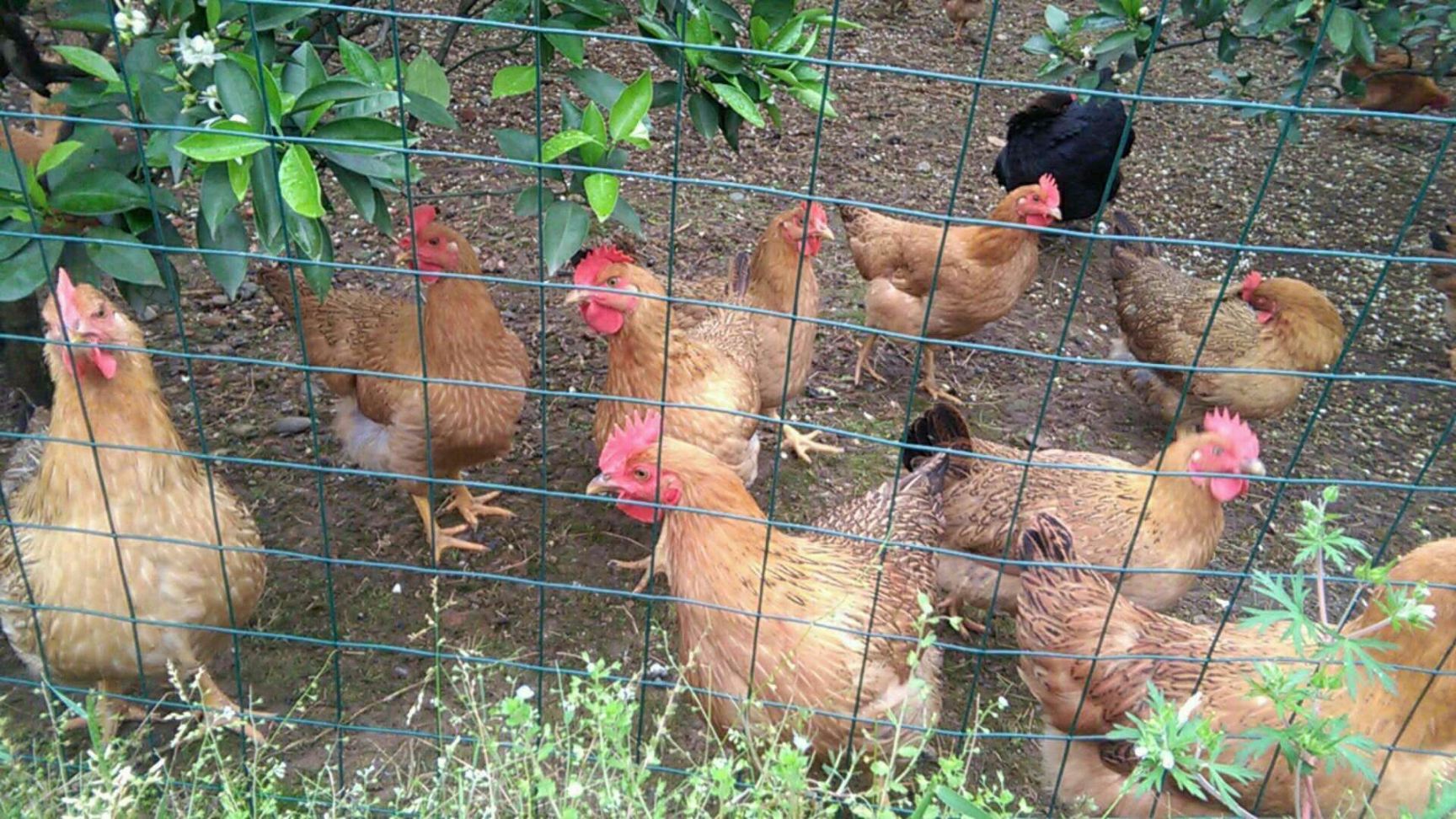 灵山麻鸡苗厂家直卖灵山麻鸡苗桂香鸡苗高脚大红公鸡苗阉鸡苗土鸡