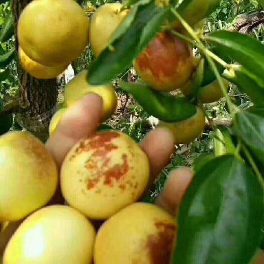 平邑县沾化冬枣苗 苗圃直供，品种保证，果大，口感很好，保证成活。