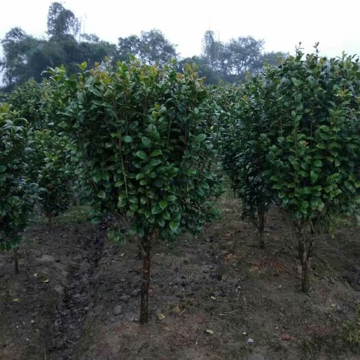 阳朔县茶花树 140cm以上