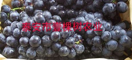 泰安巨峰葡萄苗 