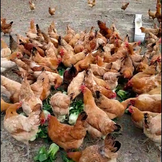 淮安土鸡蛋 食用 箱装 