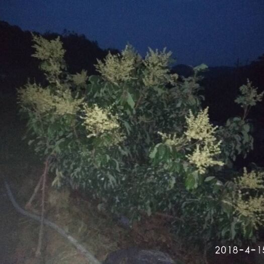 郁南县石峡龙眼树苗 