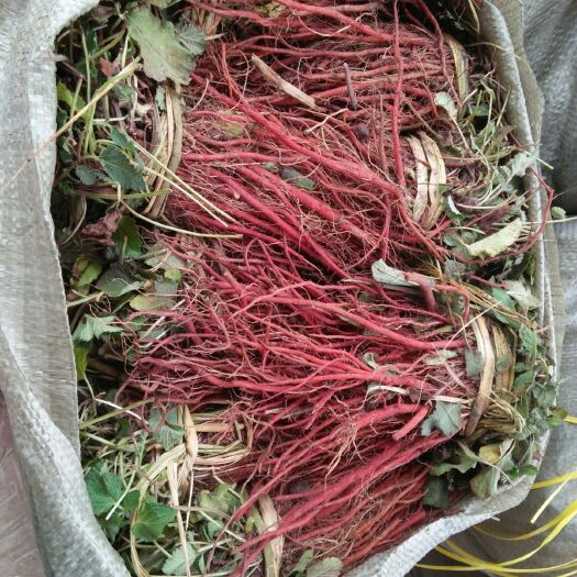 莒县头茌丹参苗，质优价廉！
