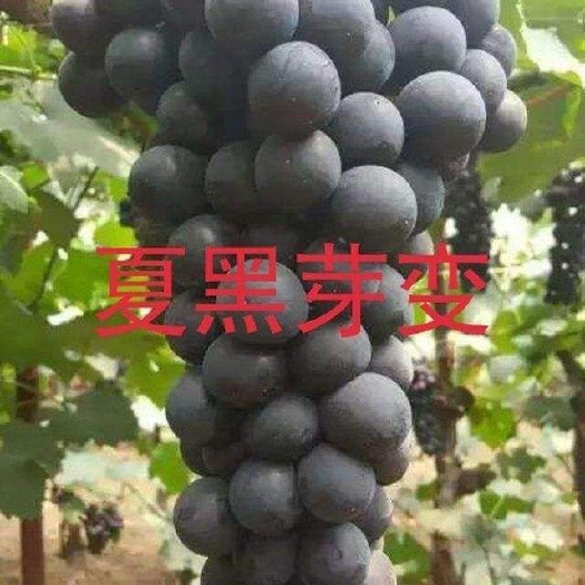 平邑县夏黑葡萄苗