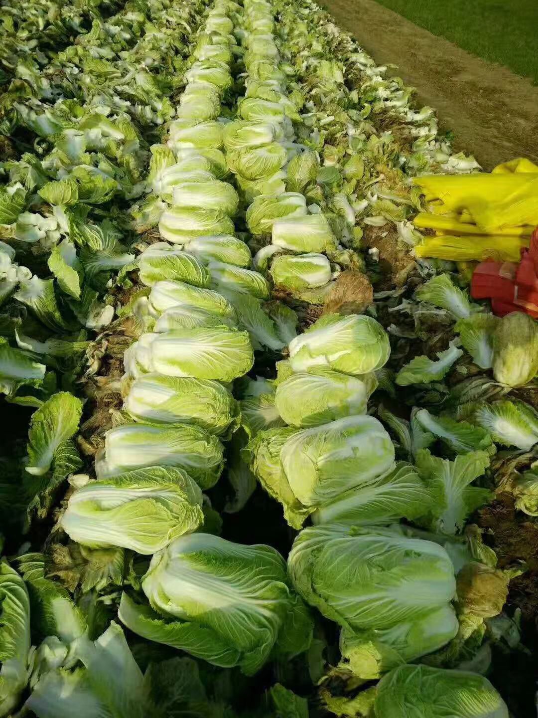 青杂三号白菜  青叶白菜商超优选产地直发