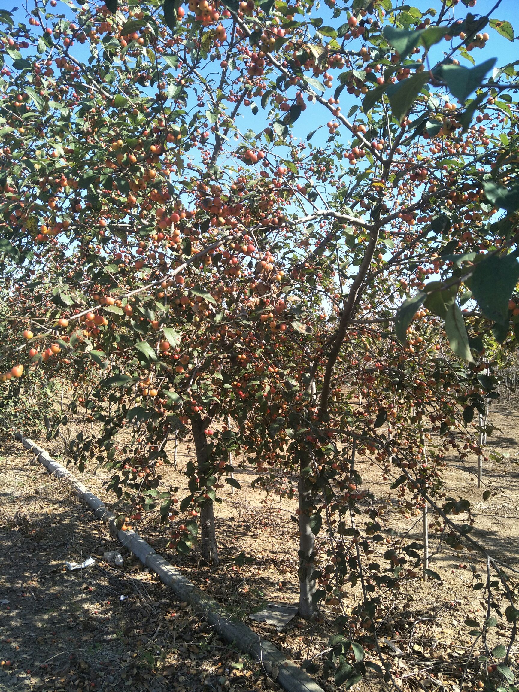 临沂长寿果海棠盆栽  冬红海棠1-25公分
