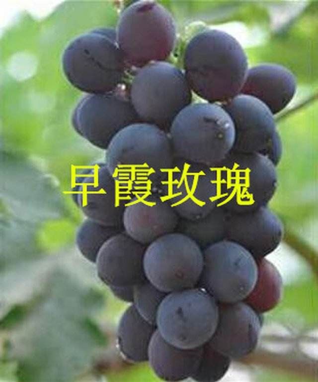 夏黑葡萄苗