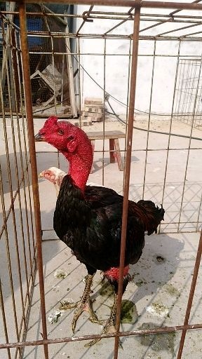 嘉祥县斗鸡苗