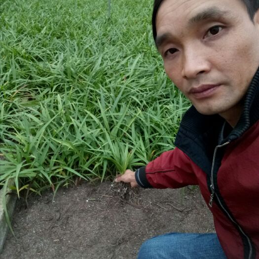 富源县白及
