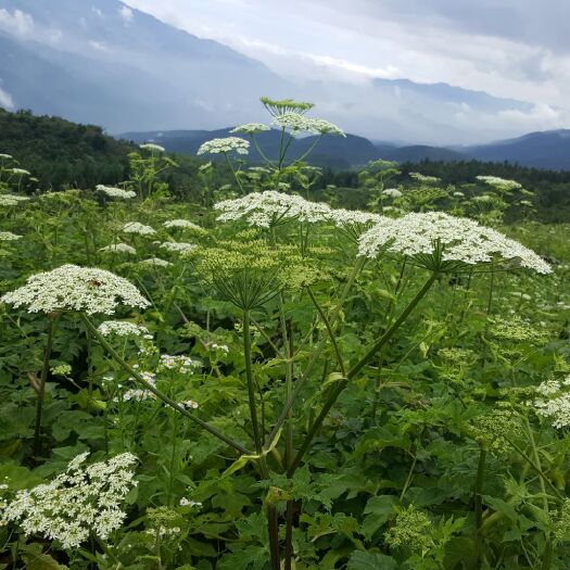 丰都独活 独活