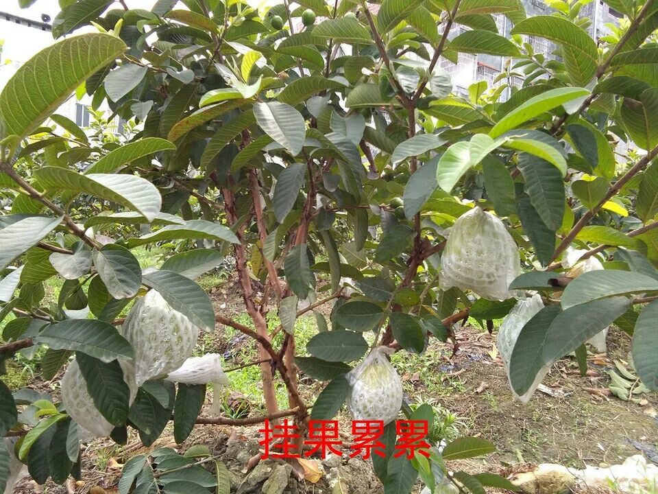胭脂红番石榴 150-200克 