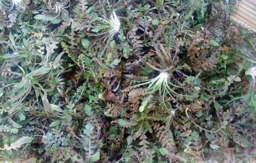 大叶荠菜种子，荠菜种子