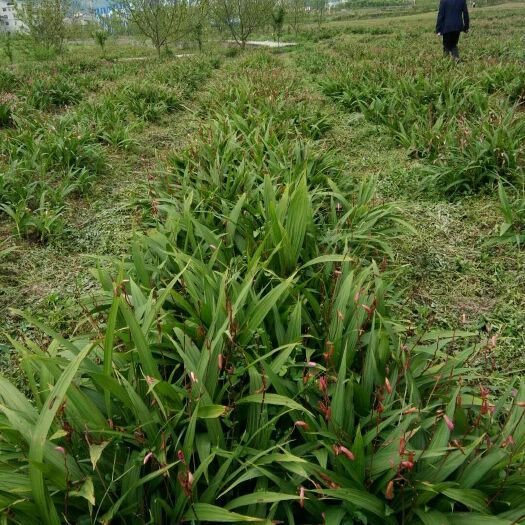 正安县白芨苗