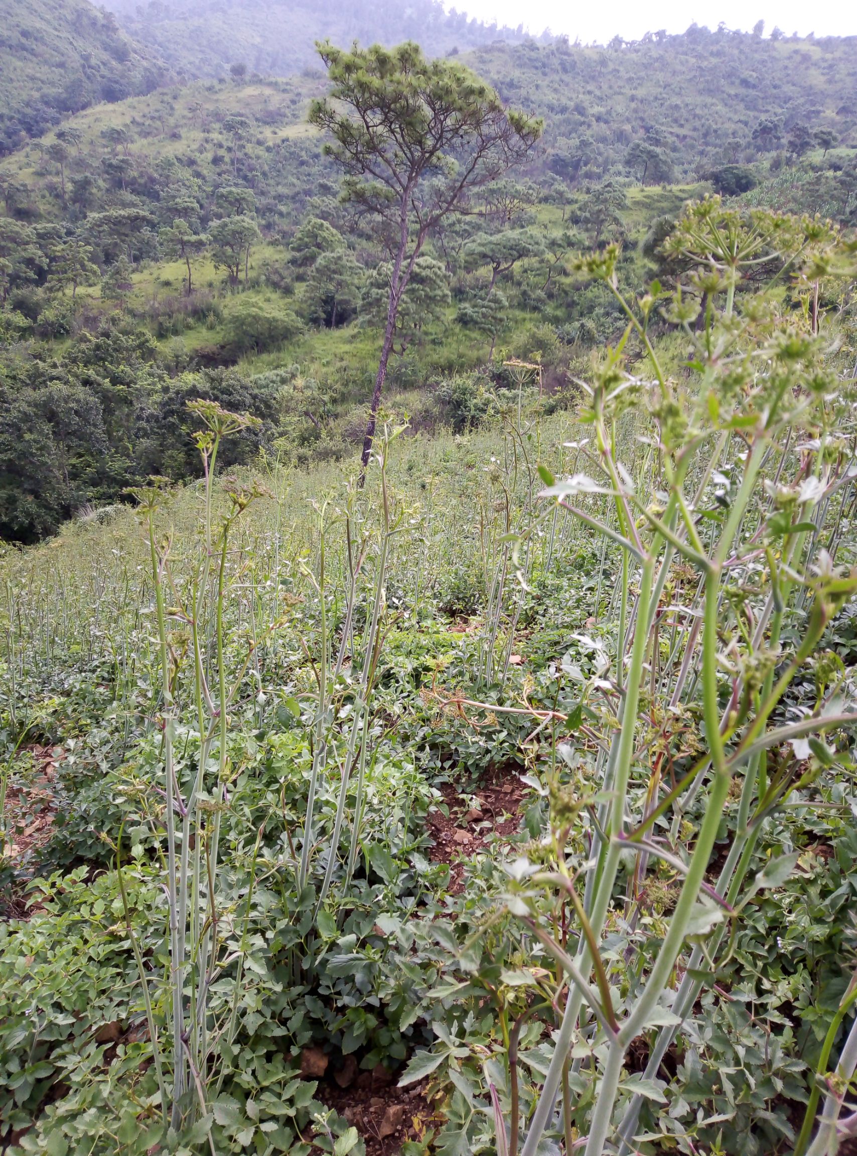 云南野当归 ,纯野的归身.