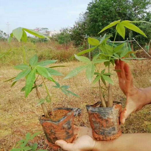 灵山县盆栽发财树 发财树苗