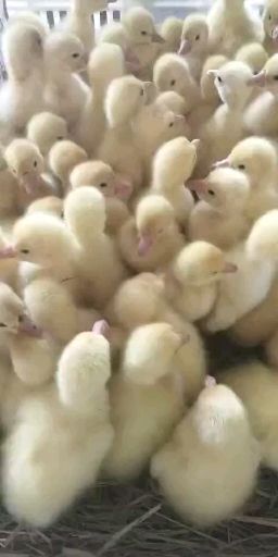 嘉祥县四季鹅苗