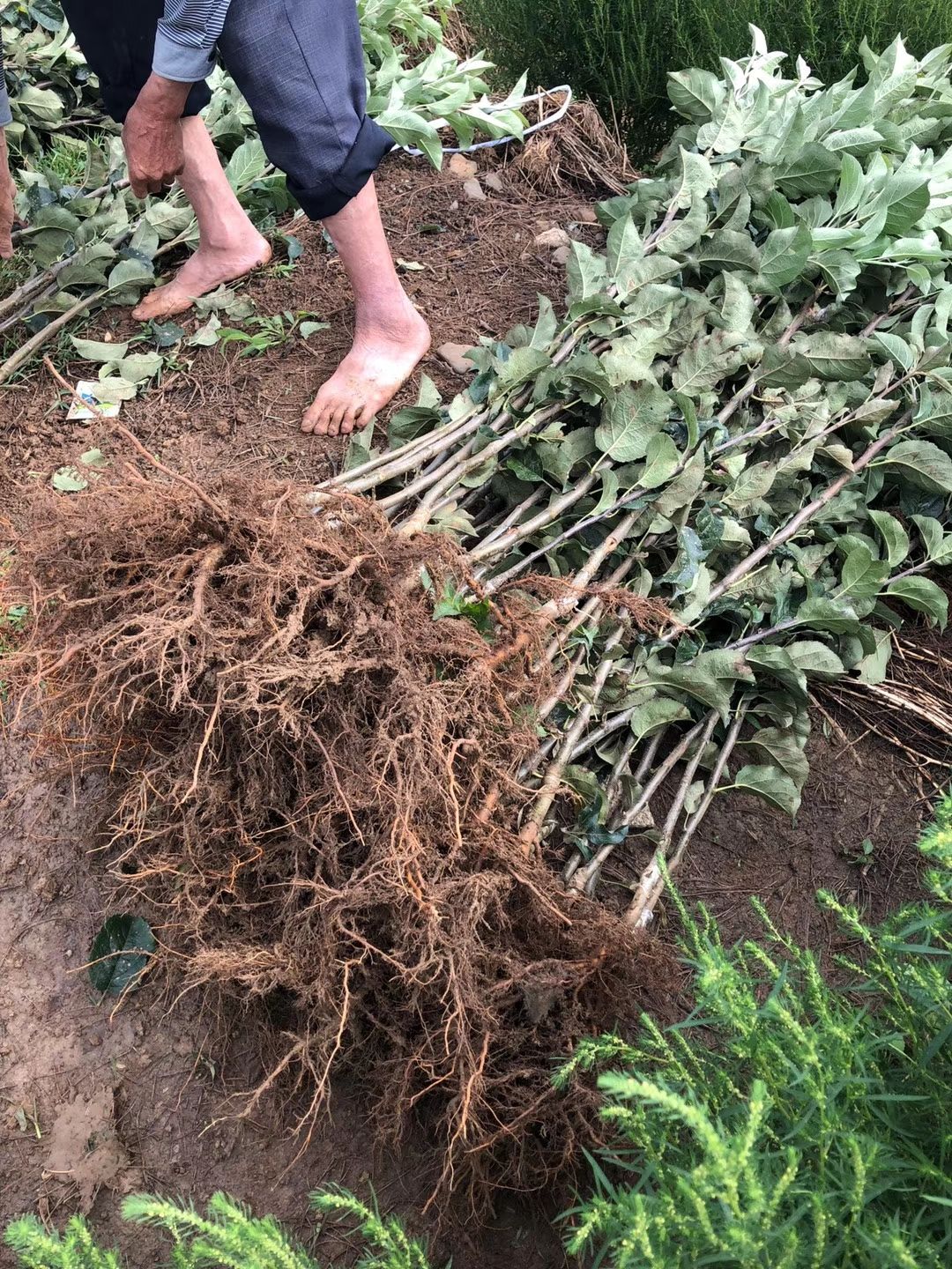 冰糖心苹果苗  苹果苗，云南苹果苗，糖心苹果苗，烟富3，烟富8 嫁接口1.0